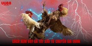 Cách xem vảy gà tốt xấu – bí quyết từ chuyên gia UU88