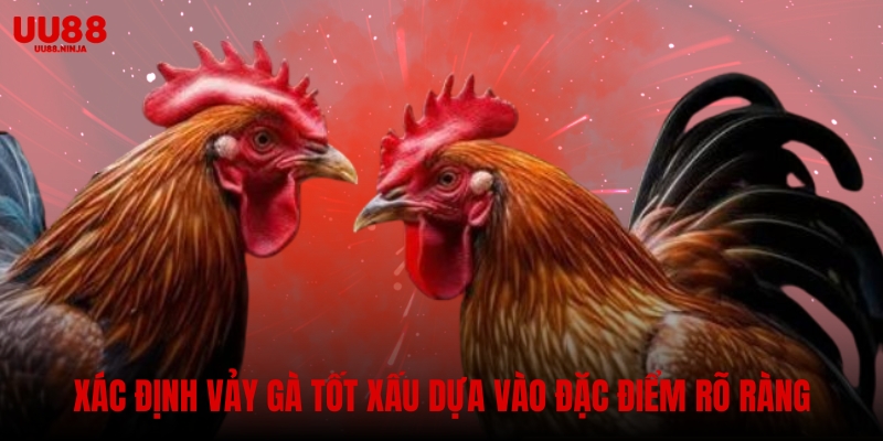 Việc xác định vảy gà tốt xấu dựa vào các đặc điểm rõ ràng