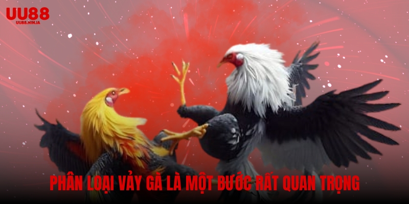 Phân loại vảy gà là một bước rất quan trọng