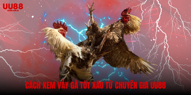 Cách xem vảy gà tốt xấu – bí quyết từ chuyên gia UU88