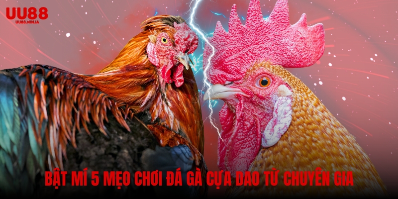 Bật mí 5 mẹo chơi đá gà cựa dao từ chuyên gia lâu năm