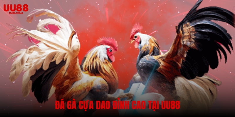 Đá gà cựa dao – Trò chơi truyền thống đỉnh cao tại UU88