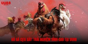 Đá Gà Cựa Sắt: Trải Nghiệm Cá Cược Đỉnh Cao Tại UU88