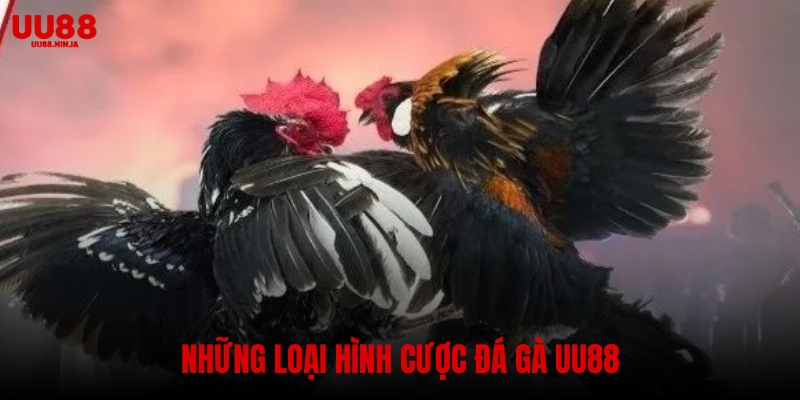 Những loại hình cược đá gà UU88