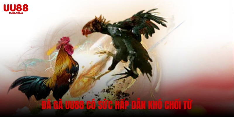Đá gà UU88 có sức hấp dẫn khó chối từ